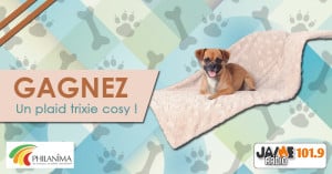 bloc_jeu_philanima_plaid_chien