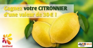bloc_jeu_jardiland_citronnier