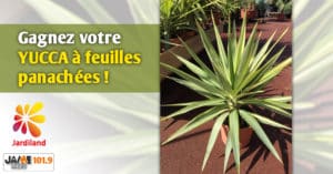 bloc_jeu_jardiland_yucca