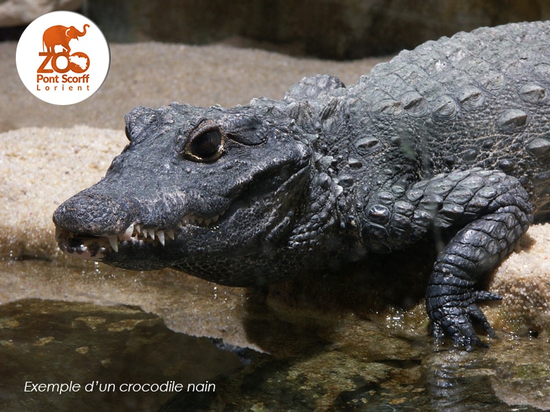 crocodile_nain_zoo