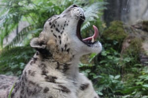 Nuit Africaine Zoo de Pont-Scorff (1)