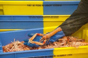 Keroman_port_de_peche_lorient