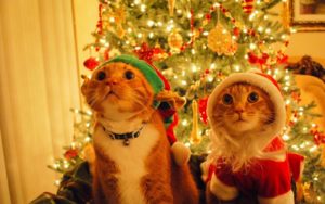 chats_noel