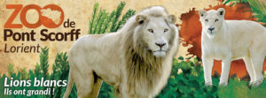 lions_blancs_zoo_pont-scorff