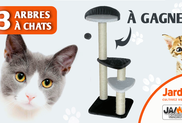 Arbre A Chat Archives Jaimeradio