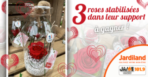 jardiland_roses_stabilisées_support