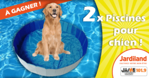 jardiland_piscine_chien_2020