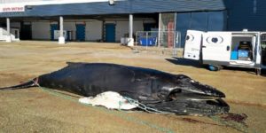 Crédit photo PELAGIS