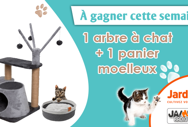 Arbre A Chat Archives Jaimeradio Arbre A Chat Archives Jaimeradio