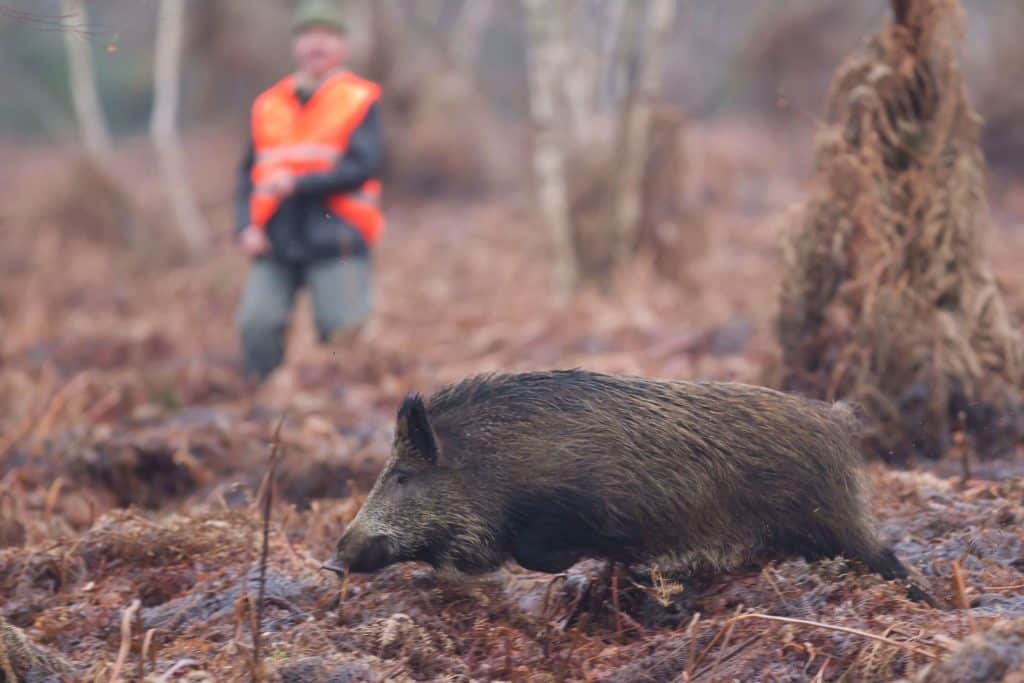 CHASSE