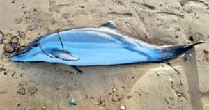 Photo : Le Télégramme