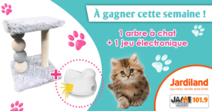 jeu_jardiland_arbre_chat_jeu_electronique_2022