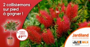 jeu_jardiland_callistemon_2022
