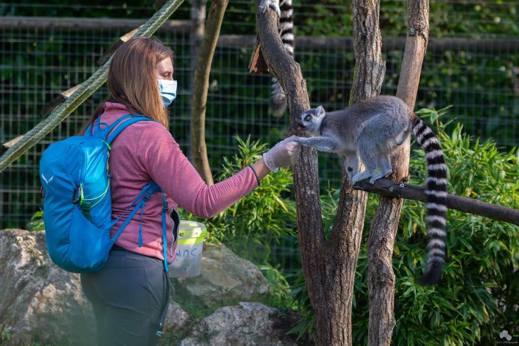 Matinée animalière Crédit Julien Dujardin