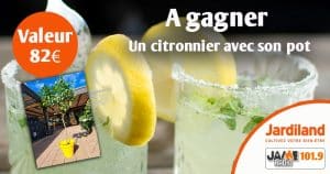 Gagnez un magnifique citronnier avec Jardiland !
