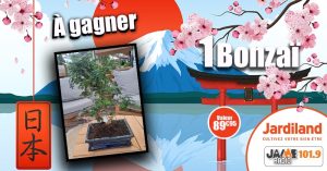 Gagnez un magnifique bonzaï avec Jardiland Lanester !