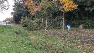 Un arbre tombé sur la voie de circulation