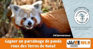 Parrainez un panda roux aux Terres de Nataé !