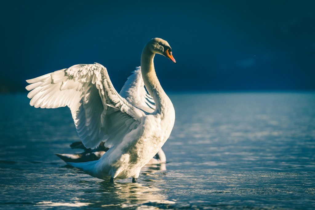 Nostang : Un cygne abattu par arme à feu en pleine rue