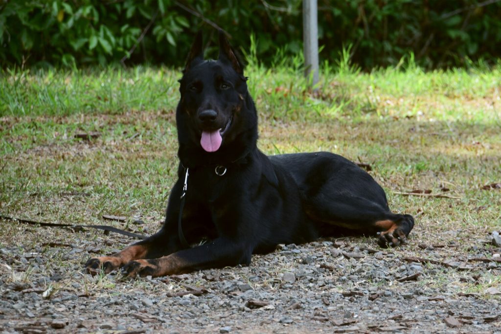 Hennebont : un chien abattu par la police sur un parking