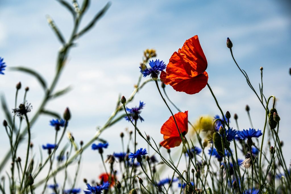 Mois de la biodiversité et du développement durable : cap sur la nature local