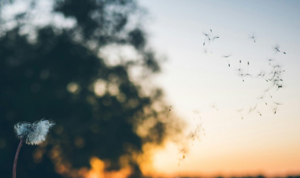 Allergies : la Bretagne en alerte rouge, Lorient en première ligne