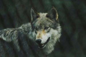 Le loup a été filmé deux fois en moins d’un mois à Scaër. Aucun dégât récemment, mais des attaques avaient été signalées en mai.