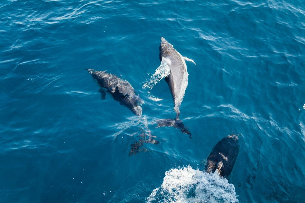 Marins-pêcheurs contestent la surveillance, la justice tranche