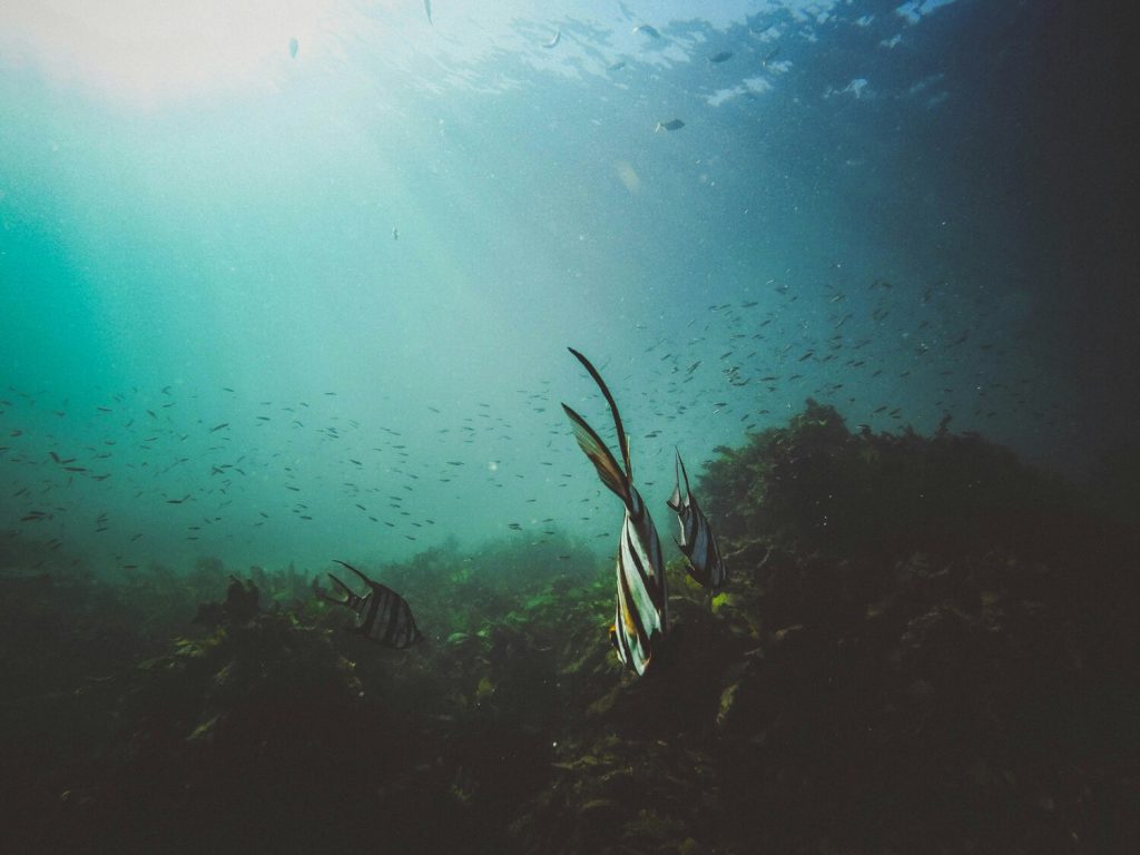 Lorient : le Janus II en mission scientifique tout l’été