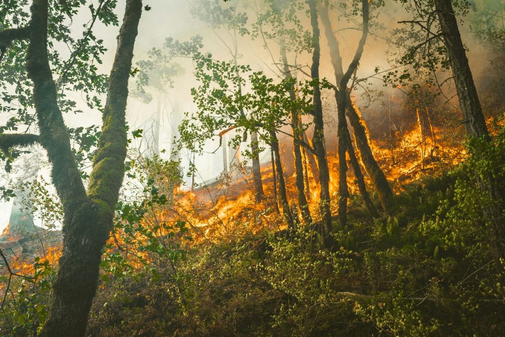Un arrêté préfectoral limite l’accès à certains massifs boisés du Morbihan jusqu’au 15 juillet pour prévenir les feux de forêt.