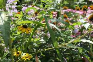 Sécheresse : comment Lanester préserve ses espaces verts ?