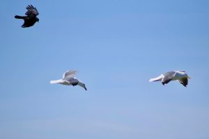 Erdeven : trente jeunes goélands retrouvent la liberté grâce à l’association Piafs