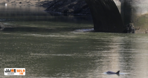 dauphin Port de St Goustan - Auray