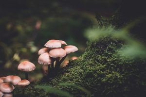 Kervignac met la biodiversité à l’honneur avec des ateliers, une collecte et une exposition autour des champignons cette semaine.