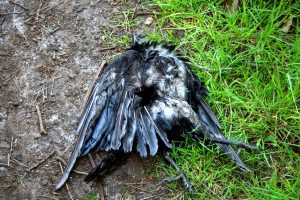 Plusieurs oiseaux morts ont été retrouvés près des rivières à Quimperlé. L’OFB analyse la situation, la mairie appelle à la vigilance.