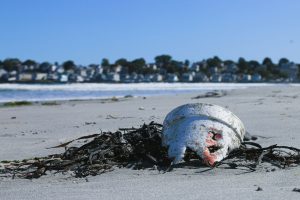 Selon Eaux & Rivières, les plages bretonnes sont plus polluées en hiver. L’association demande un meilleur suivi sanitaire et l’identification des sources de pollution.