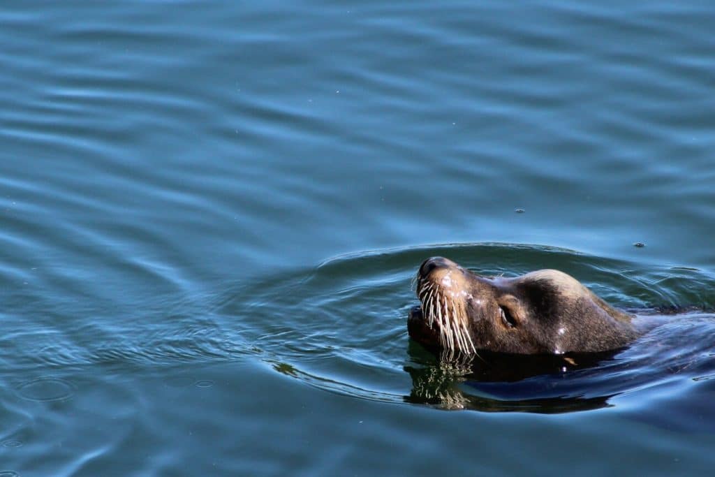 Un phoque veau-marin, a été observé dans la petite mer de Gâvres. Les promeneurs sont invités à garder leurs distances.