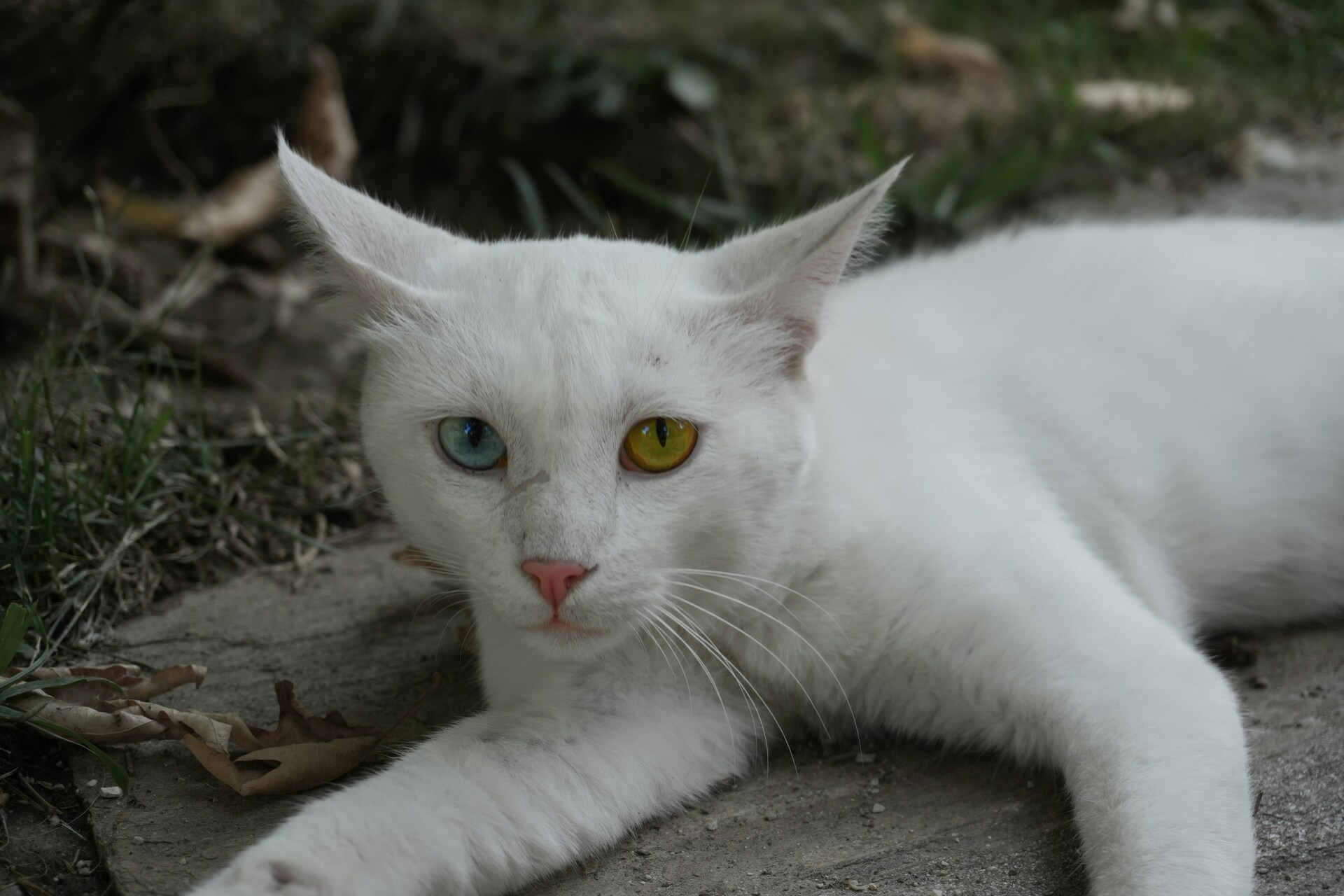 Jusqu’à vendredi, la fourrière de Lorient procède à une opération de capture des chats errants rue François-Le Lève, Henri-Dunant et de la Villeneuve. Propriétaires, gardez vos animaux à l’intérieur.