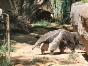 Un bébé fourmilier géant est né au Parc de Branféré fin janvier, une naissance rare en Europe.