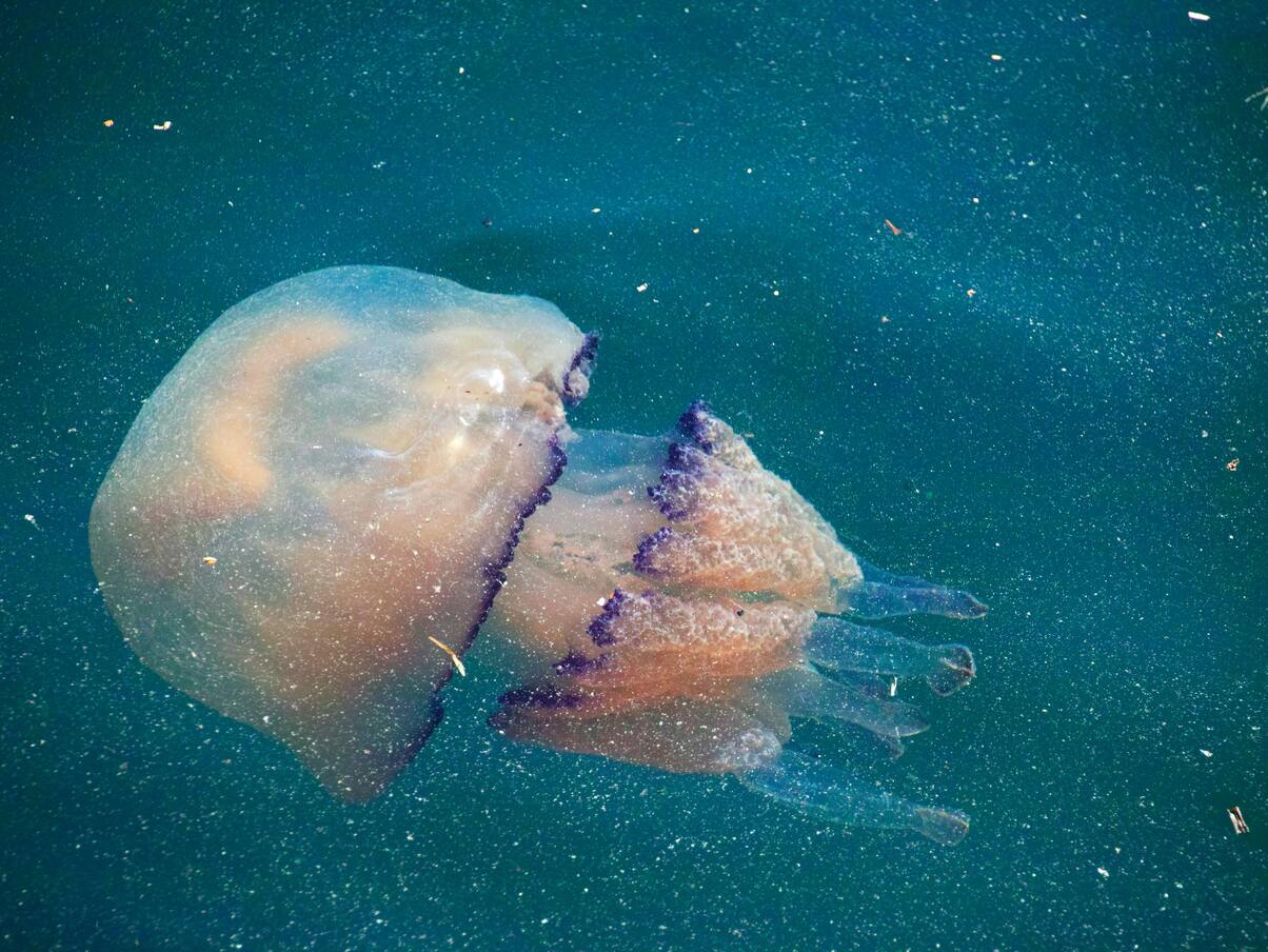 Les méduses géantes sont de retour sur les plages bretonnes