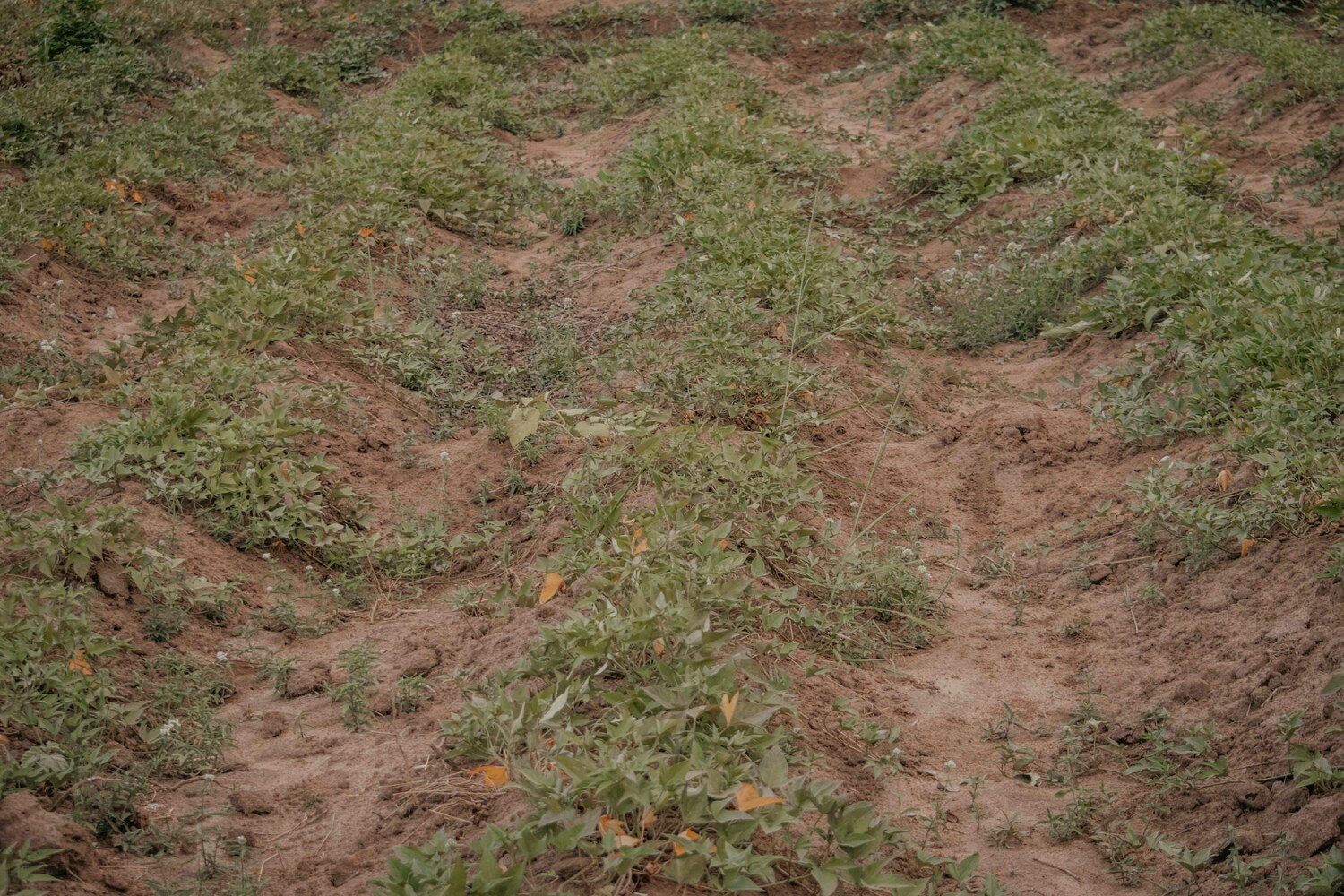 Sécheresse précoce : le Morbihan inquiet pour ses récoltes