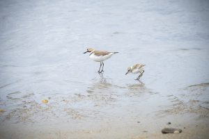 Le Gravelot à collier interrompu niche sur nos plages : un oiseau à protéger