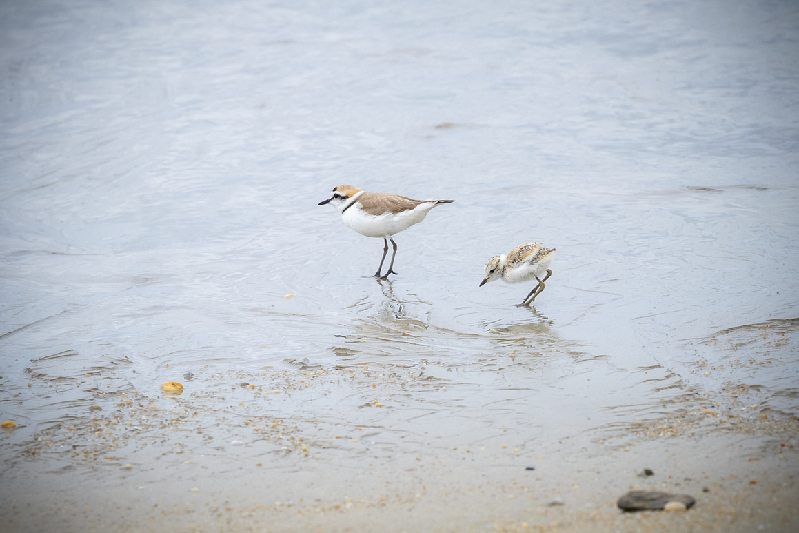 Le Gravelot à collier interrompu niche sur nos plages : un oiseau à protéger