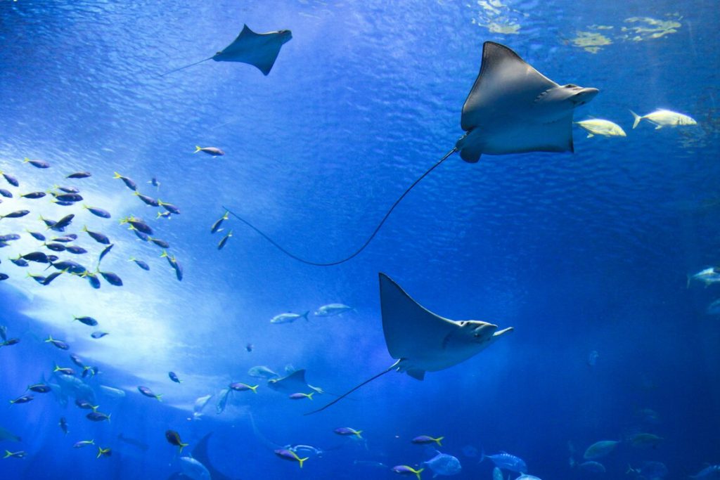 Début juin : la Maison de la Mer invite le public à explorer les richesses du monde maritime