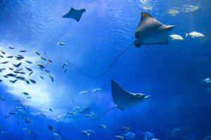 Début juin : la Maison de la Mer invite le public à explorer les richesses du monde maritime